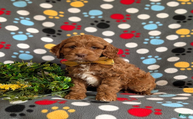 Cockapoo dogs for sale - Ad 1