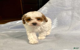 Miniature Poodle dogs for sale: Lily - Image 18