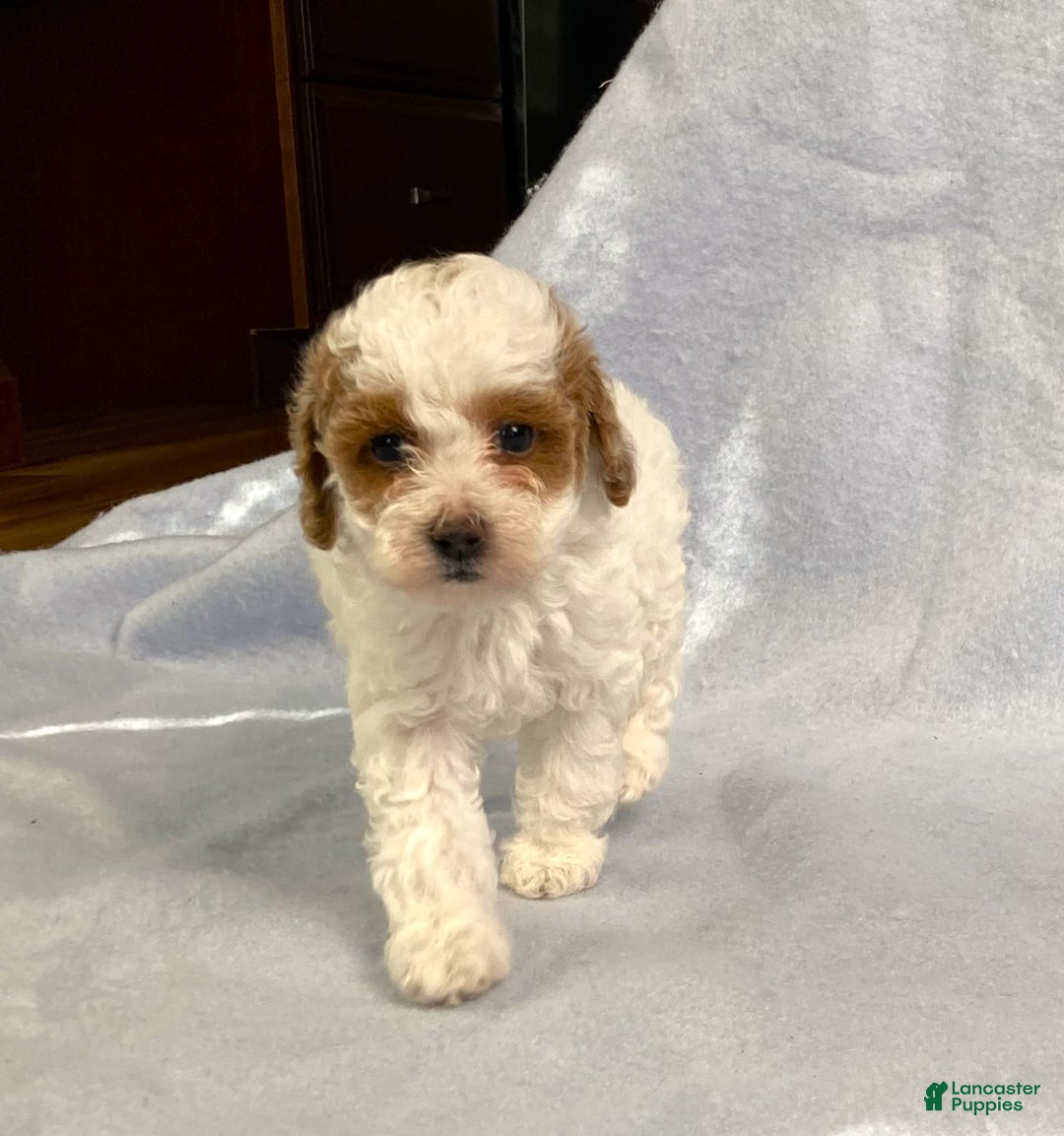 Miniature Poodle dogs for sale: Lily - Image 18