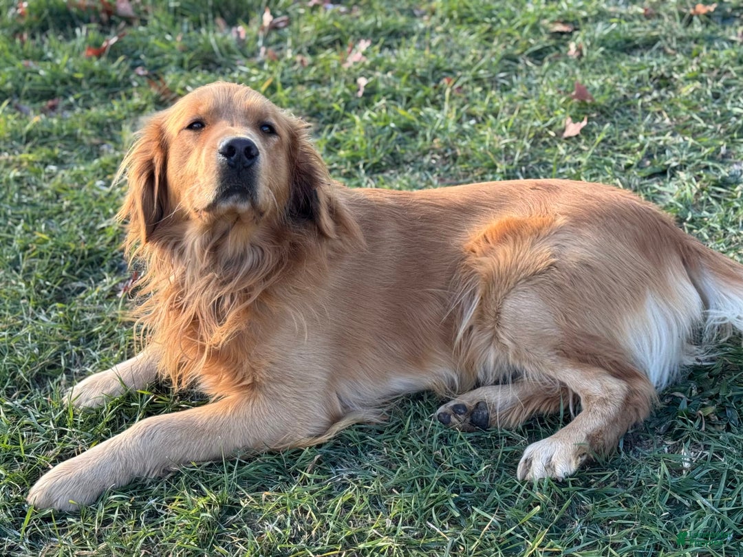 Golden Retriever dogs for sale: Molly - Image 6