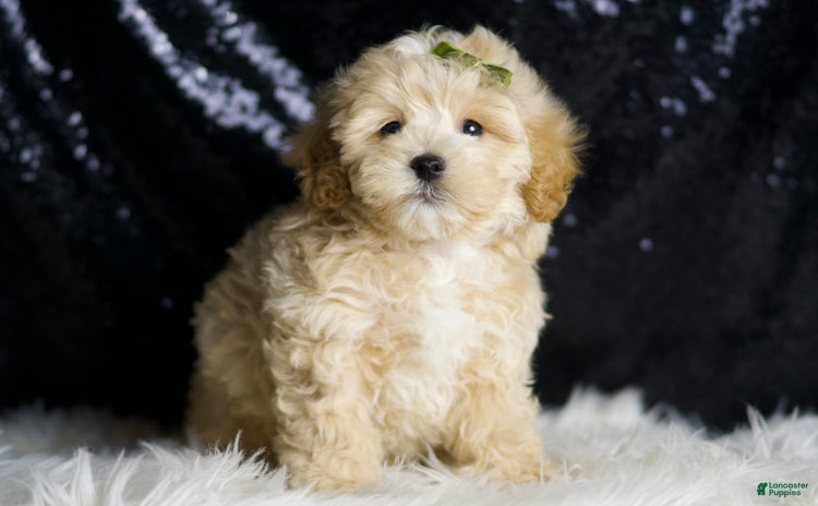Maltipoo dogs - Advert 15