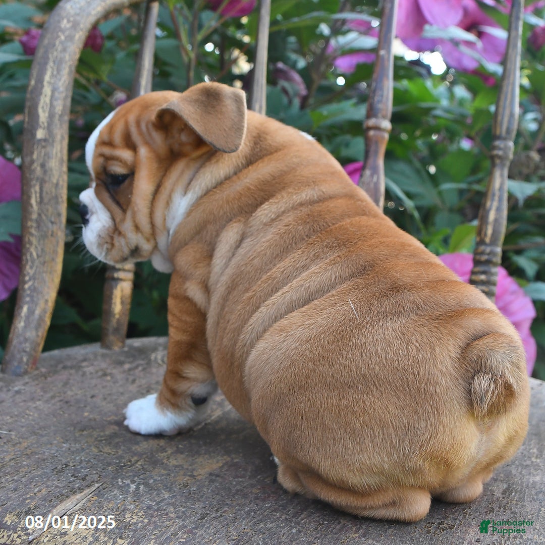 English Bulldog dogs for sale: Banjo - Image 2