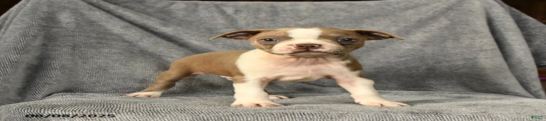 Louie
