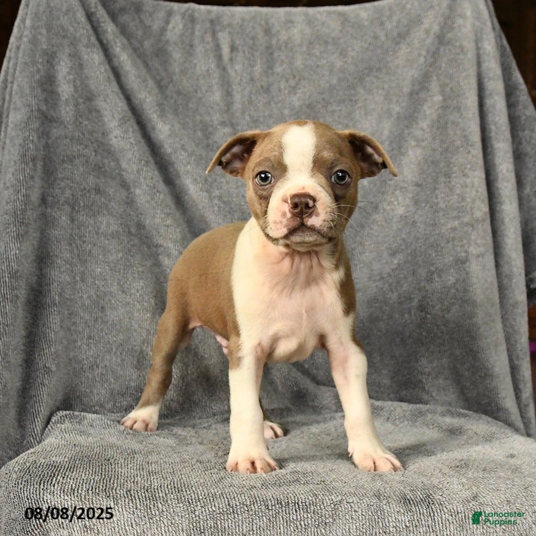 Boston Terrier dogs for sale: Louie - Image 1