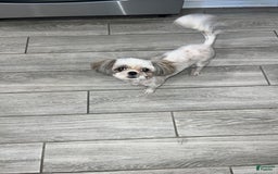 Shih Tzu dogs for sale: Rosse - Image 10