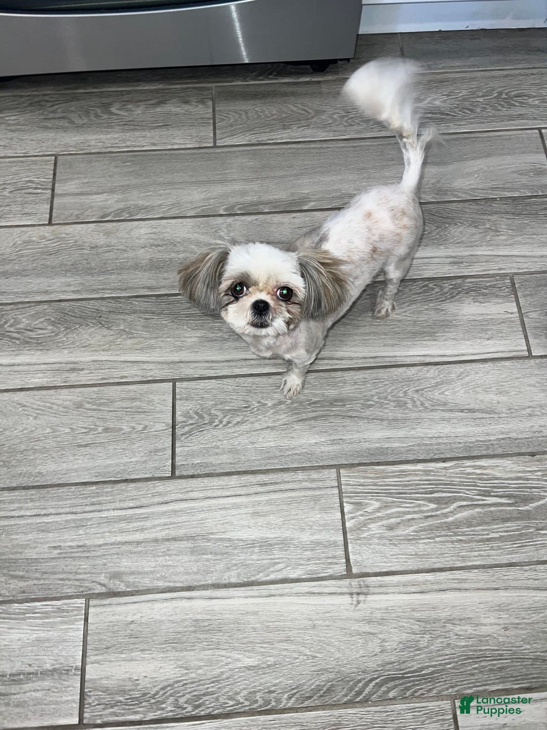 Shih Tzu dogs for sale: Rosse - Image 10