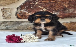 Cavalier King Charles Spaniel dogs for sale: Sweetie - Image 6