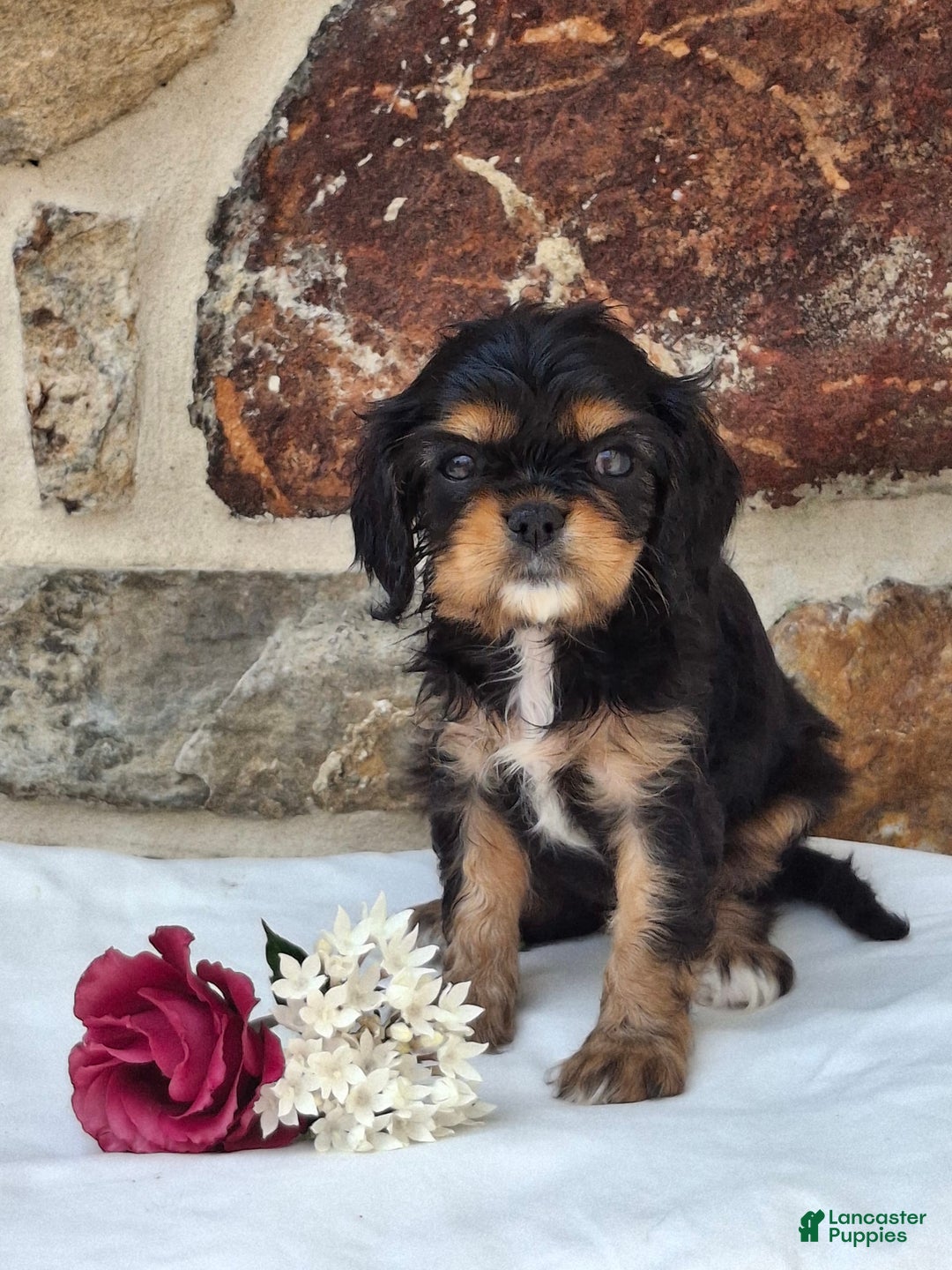 Cavalier King Charles Spaniel dogs for sale: Sweetie - Image 6