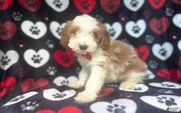 Cavapoo dogs for sale: Ace - Image 9