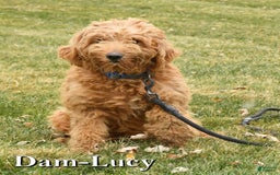 Mini Goldendoodle dogs for sale: Roger - Image 10