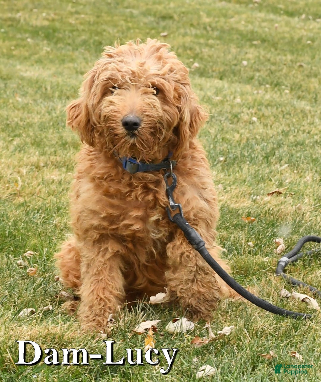 Mini Goldendoodle dogs for sale: Roger - Image 10