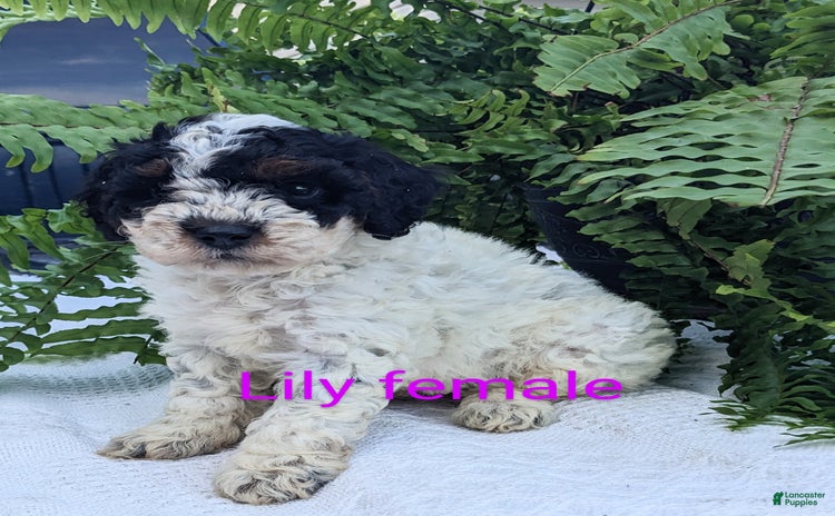 Mini Goldendoodle dogs for sale - Ad 3