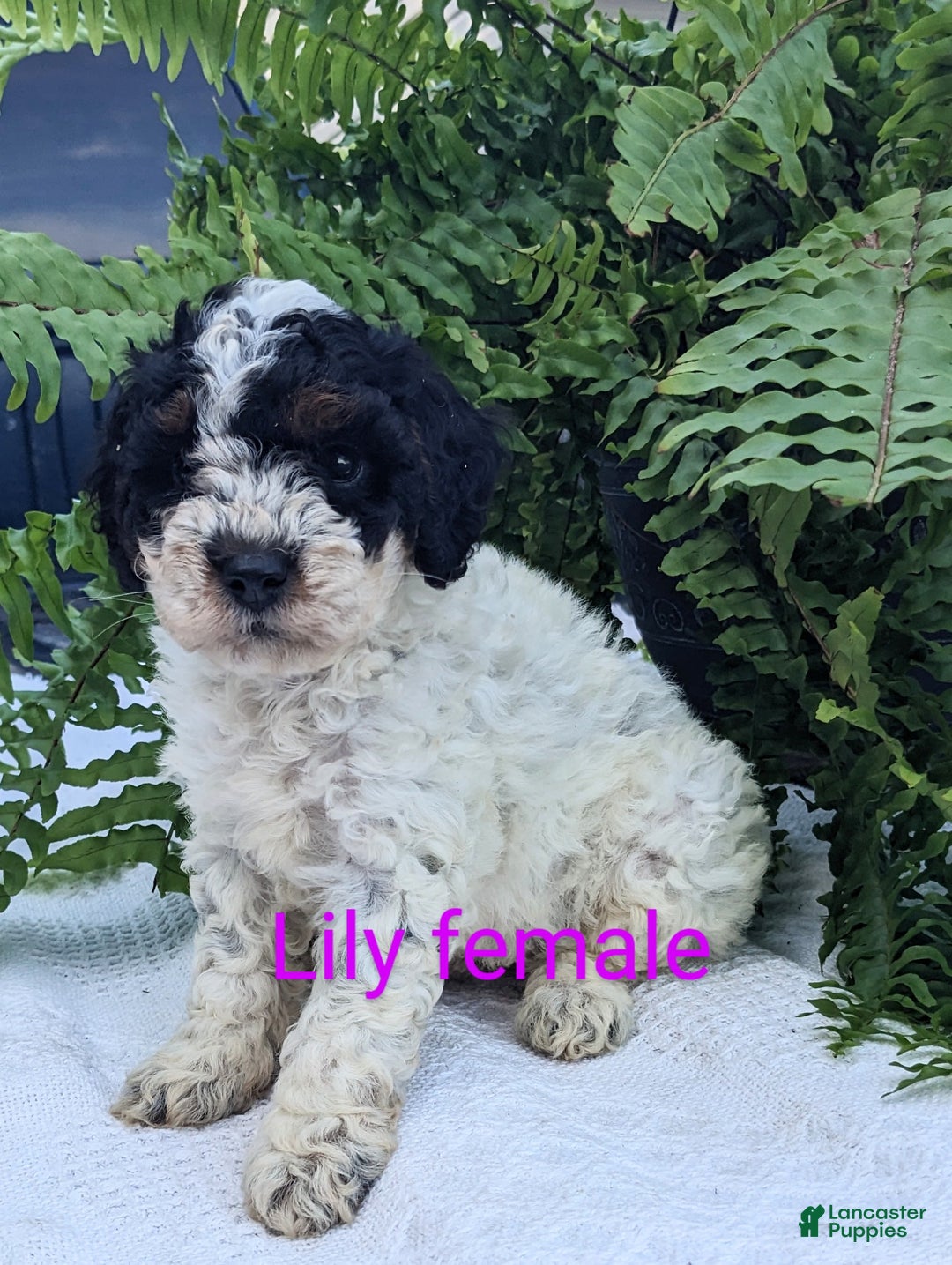 Mini Goldendoodle dogs for sale: Lily - Image 1