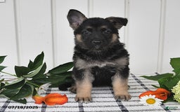 German Shepherd dogs for sale: Darla - Image 1