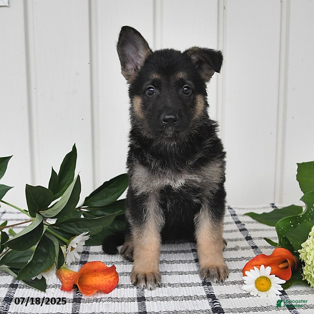 German Shepherd dogs for sale: Darla - Image 1