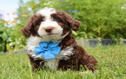 Mini Aussiedoodle dogs for sale: Mini Aussiedoodle 6 puppies - Image 2