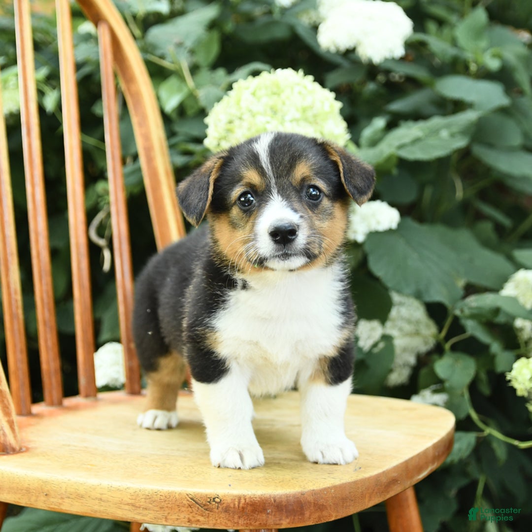 Welsh Corgi Pembroke dogs for sale: Phoenix - Image 2
