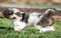 Cavapoo dogs for sale: Simba - Image 15