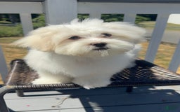 Malshi dogs for sale: Shaq - Image 1