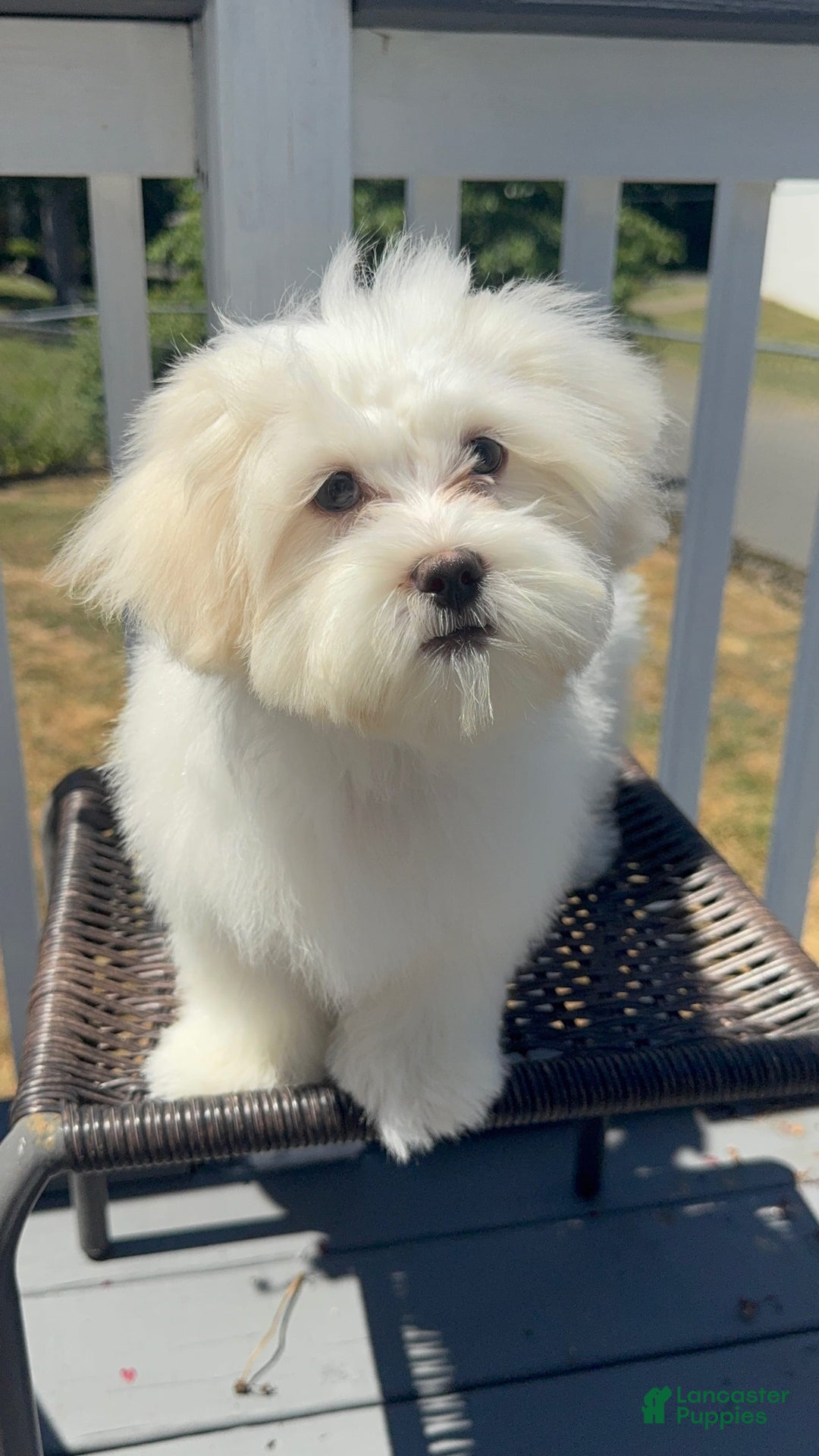 Malshi dogs for sale: Shaq - Image 1