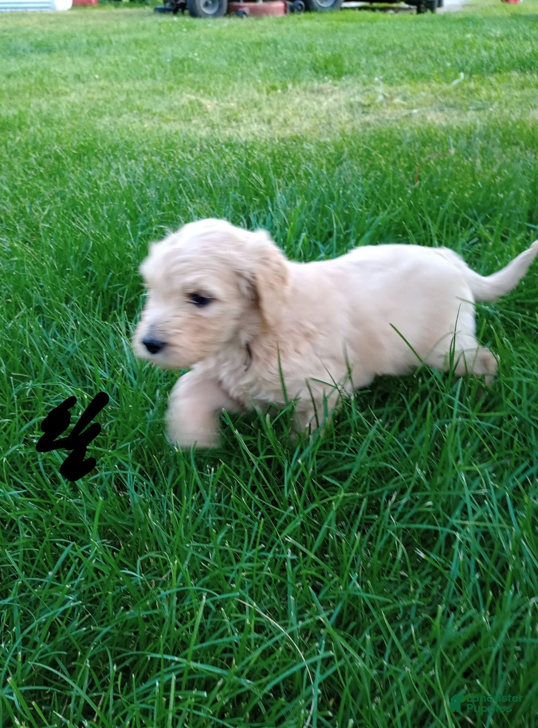 Goldendoodle dogs for sale: Light Green - Image 1