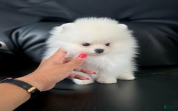Maltipoo dogs for sale: Kity - Image 2