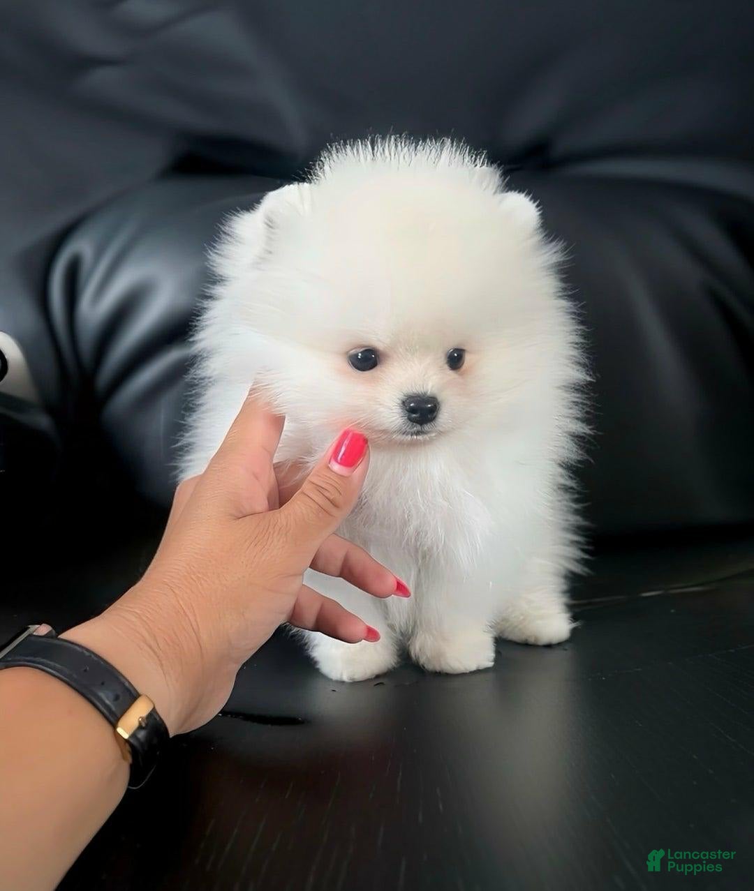 Maltipoo dogs for sale: Kity - Image 2