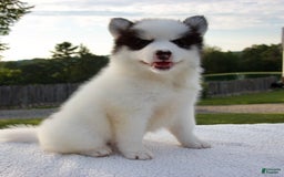 Pomsky dogs for sale: Lado - Image 3