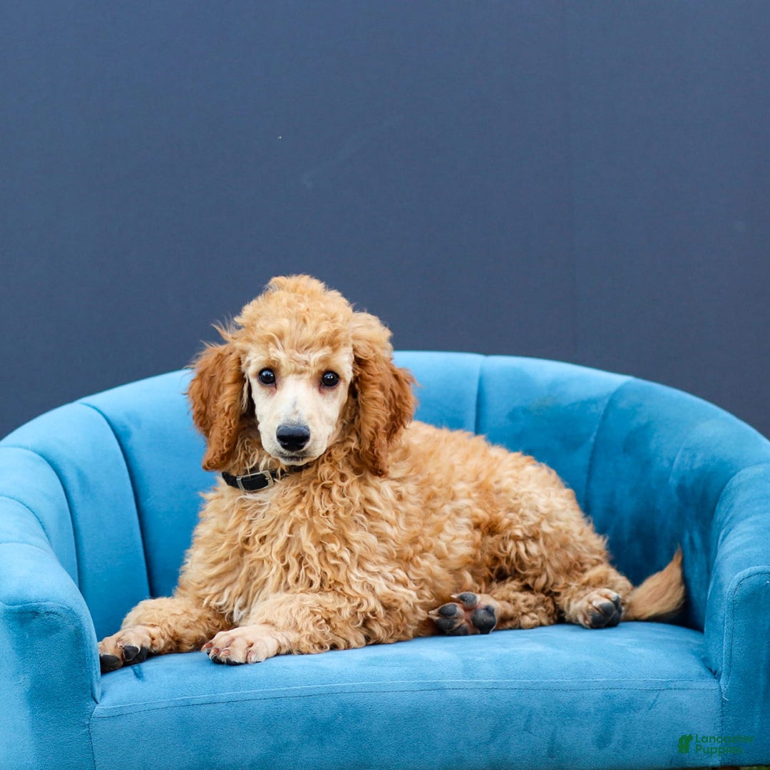Standard Poodle dogs for sale: Rachel - Image 11
