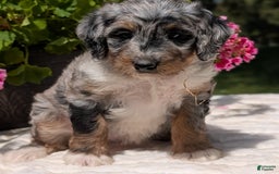 Mini Bernedoodle dogs for sale: Sage - Image 2