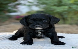 Cavapoo dogs for sale: Lucy - Image 10