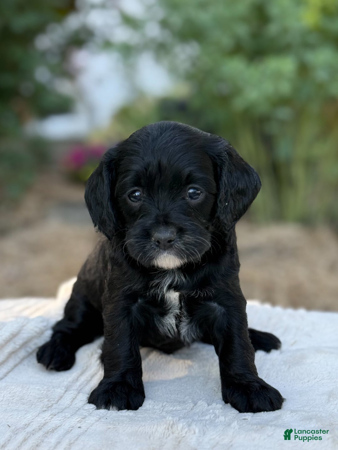 Cavapoo dogs for sale: Lucy - Image 10
