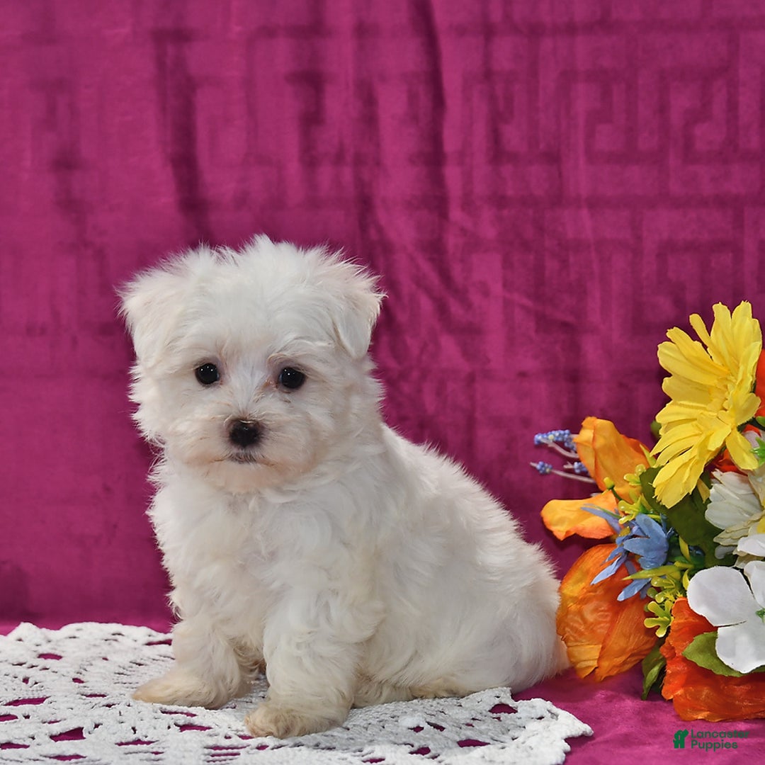 Maltese dogs for sale: Jasper - Image 1
