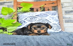 Yorkshire Terrier dogs for sale: Pearl - Image 5