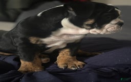 English Bulldog dogs for sale: Archie - Image 8