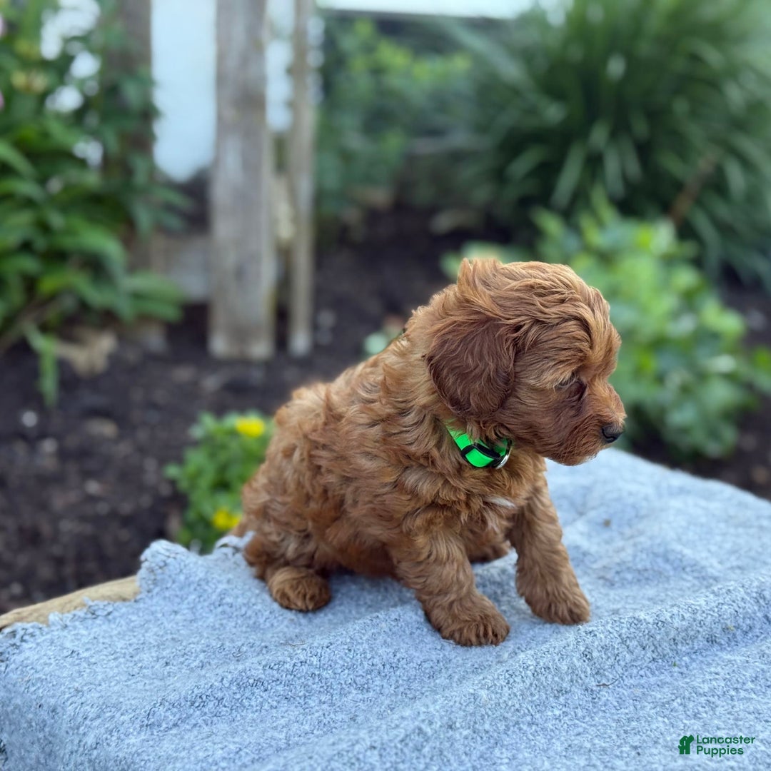 Toy Poodle dogs for sale: Jinger - Image 3