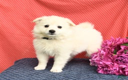 American Eskimo dogs for sale: Mango - Image 9