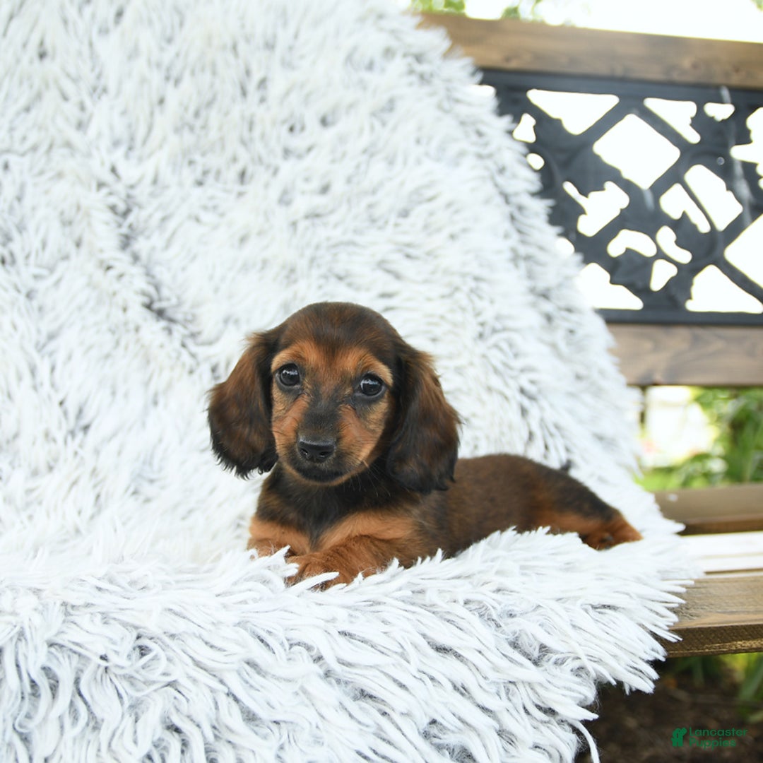 Miniature Dachshund dogs for sale: Beth - Image 2