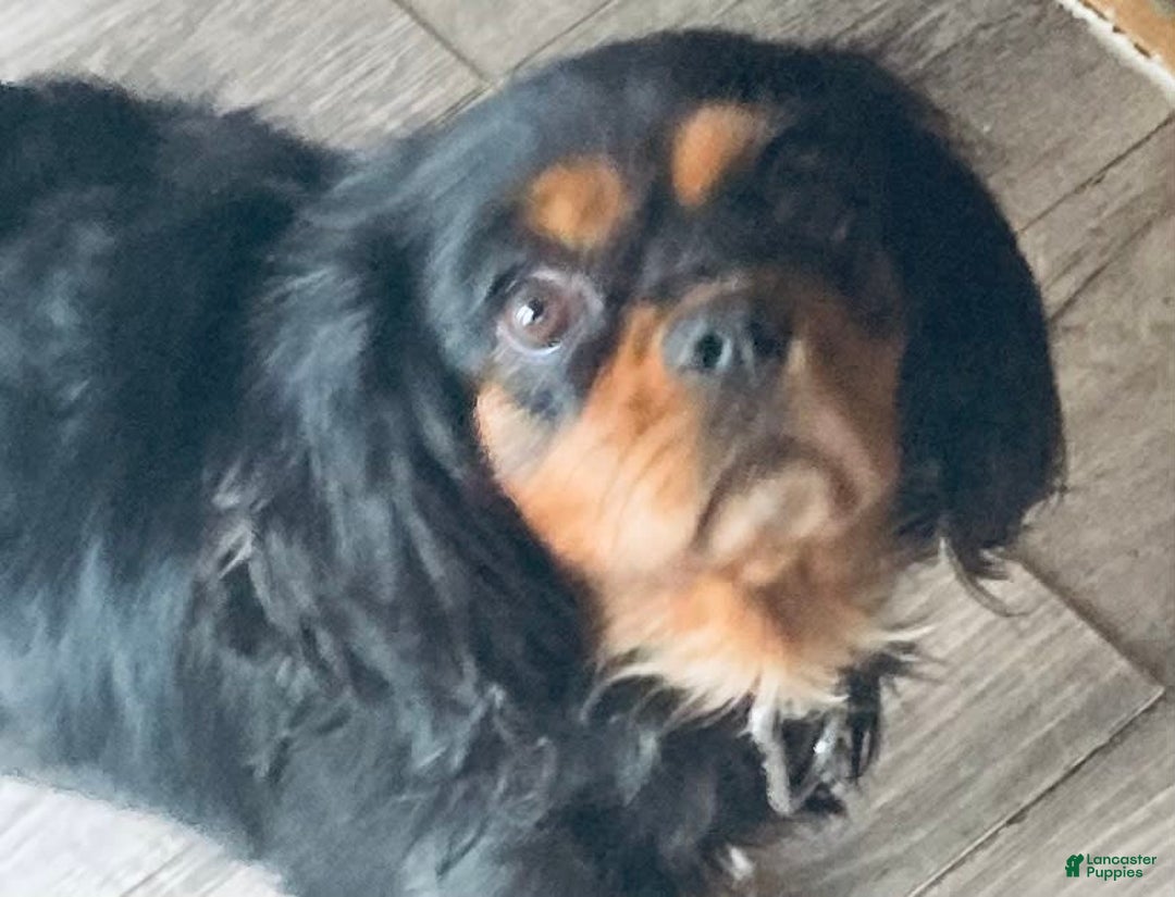 Cavalier King Charles Spaniel dogs for sale: Gabby - Image 2