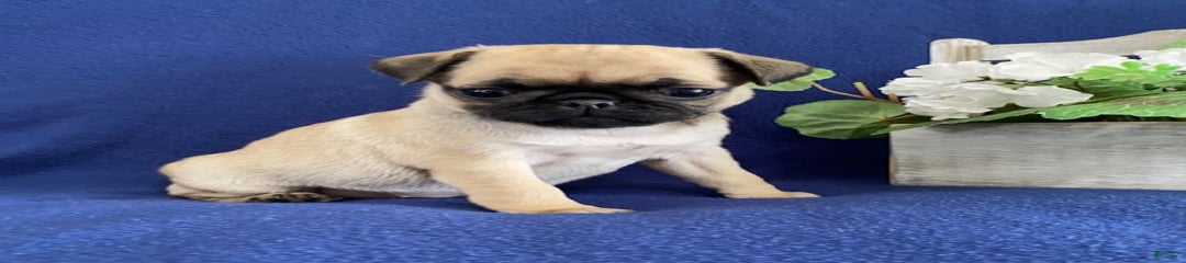 Elsie