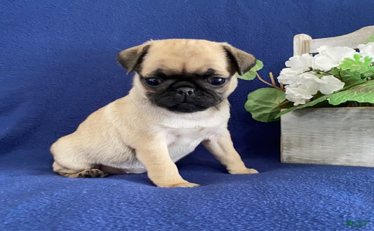 Pug dogs for sale - Ad 5