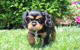 Cavalier King Charles Spaniel dogs for sale: Rex - Image 8