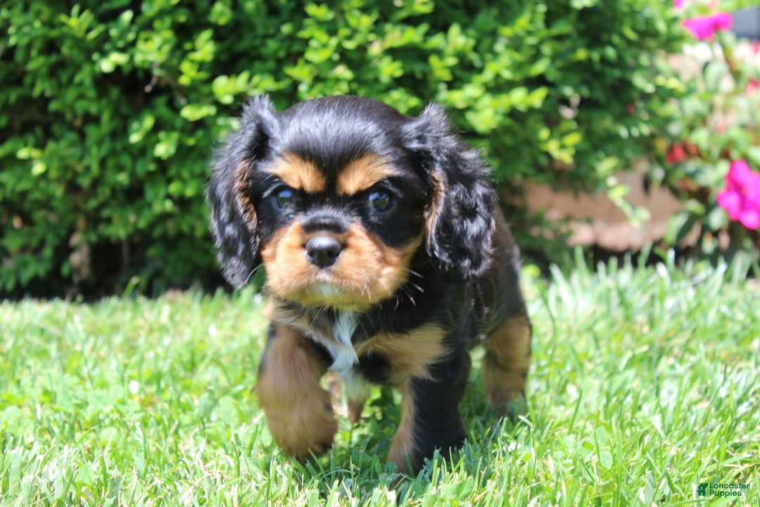 Cavalier King Charles Spaniel dogs for sale: Rex - Image 8