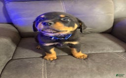 Rottweiler dogs for sale: Blue - Image 1