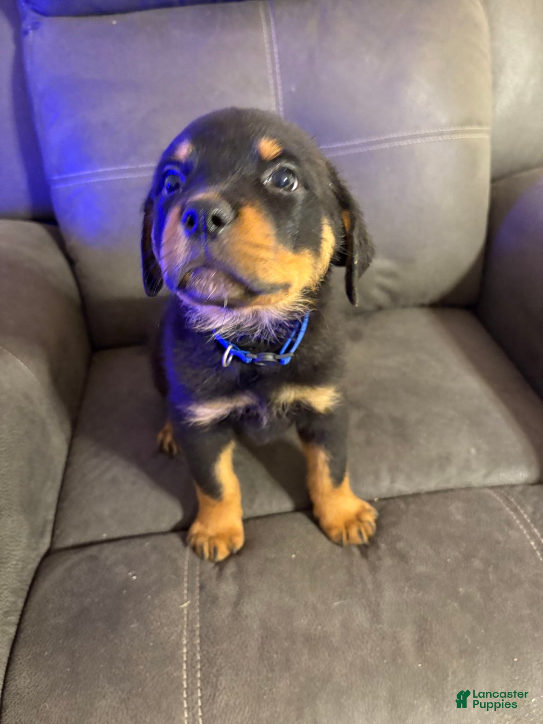 Rottweiler dogs for sale: Blue - Image 1