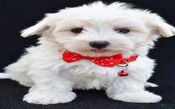 Maltese dogs for sale: Alexander - Image 2