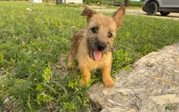 Cairn Terrier dogs for sale: Cassie - Image 1
