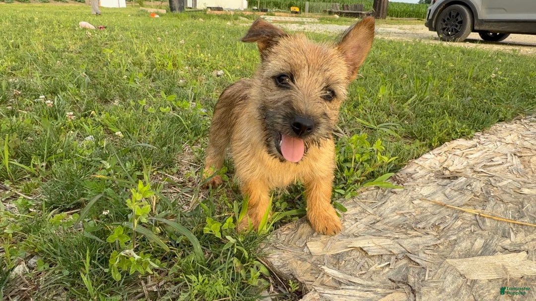 Cairn Terrier dogs for sale: Cassie - Image 1