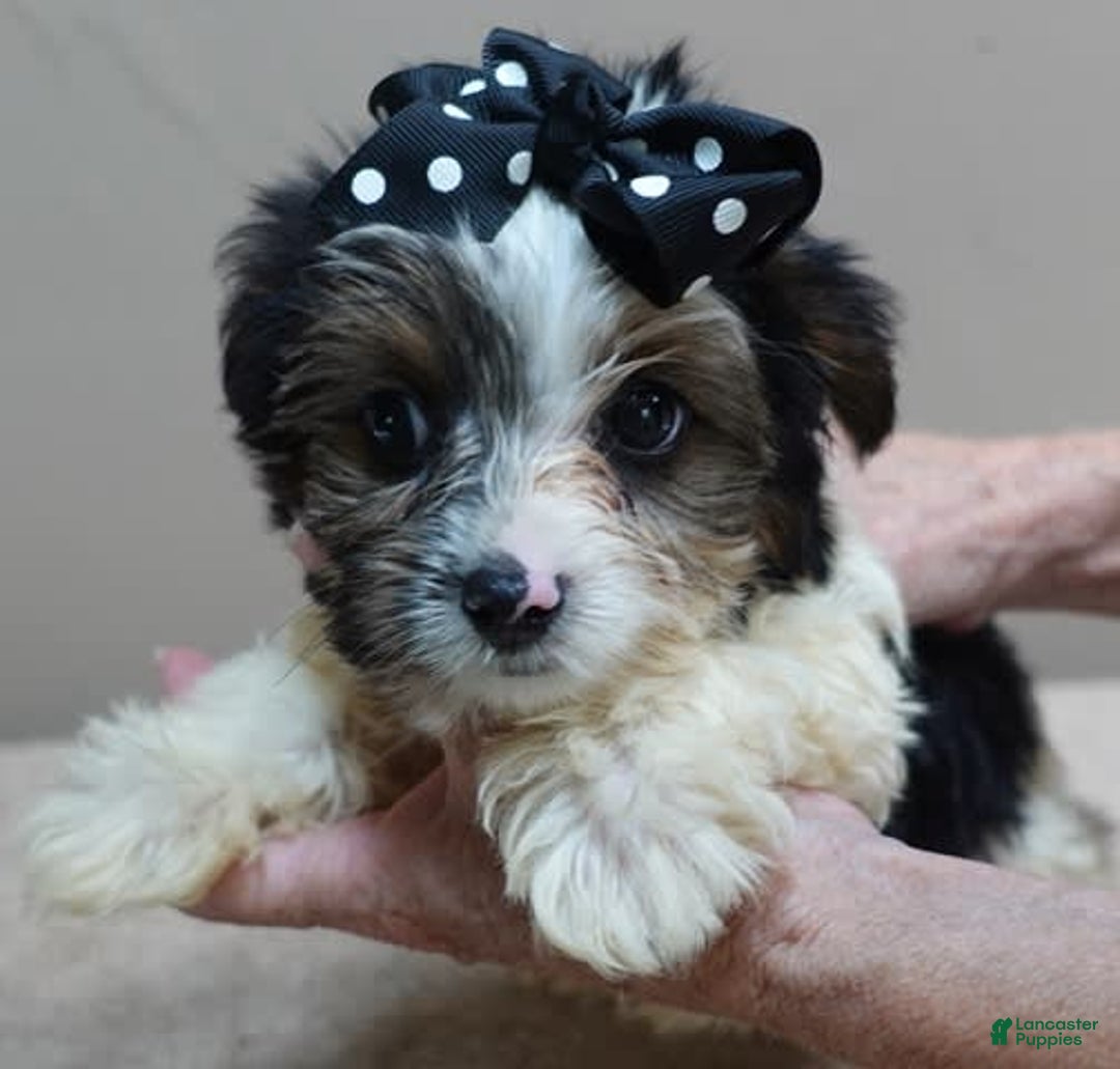 Yorkshire Terrier dogs for sale: Kai parti boy - Image 3