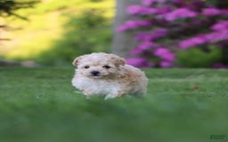 Havapoo dogs for sale: Miley - Image 4